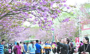 万株樱花免费赏 青白江樱花节20日开幕