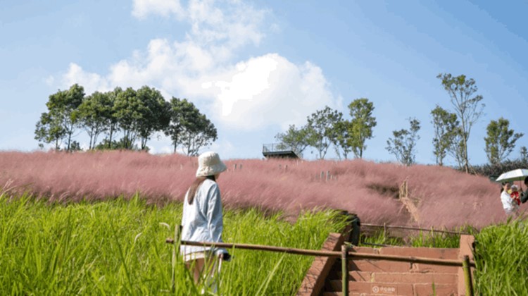 提醒！黄龙溪古镇、空港花田……双流这些热门景区需提前预约