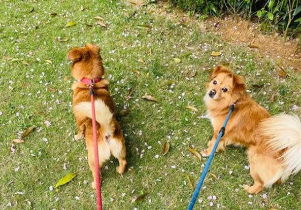 《动物防疫法》实施在即  “铲屎官”扎堆给爱犬办证