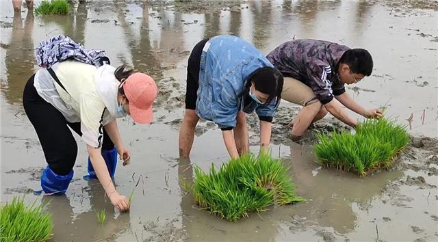 稻田插秧续遗志  川农师生缅怀袁隆平