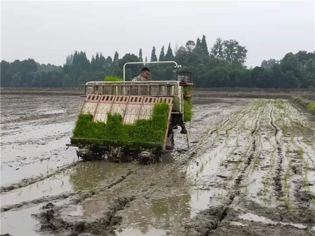 超额完成！今年温江区水稻扩种面积达1200亩