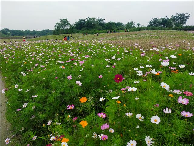 汪家湾花海：消费新场景等你来打卡