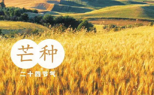 今日芒种 | 芒种忙，麦又黄