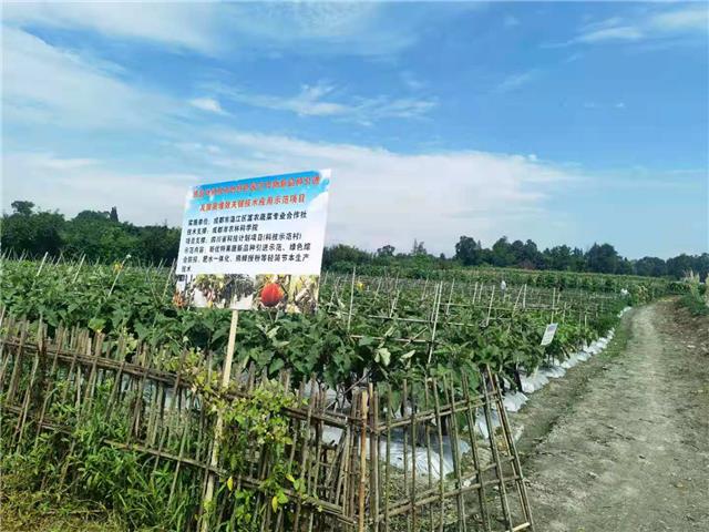 校地合作结硕果  一批新优特果蔬新品种亮相温江