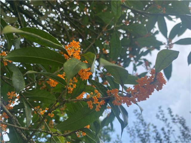温江：几度秋意浓 最是桂花香
