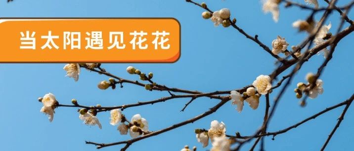温暖温江人的不只是这几天Dong大的太阳，还有阵阵花香......