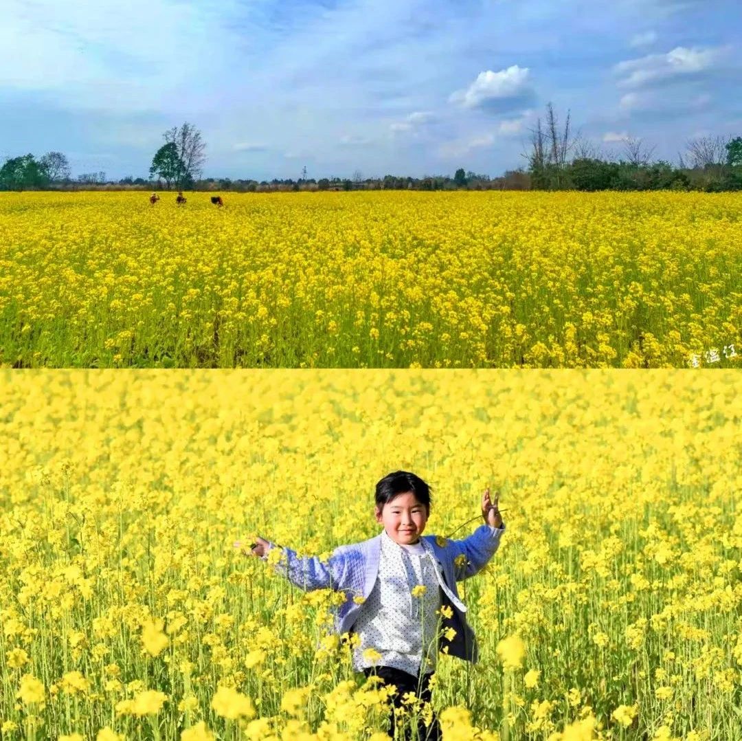 一夜春雨，上班第一天温江有哪些惊喜？