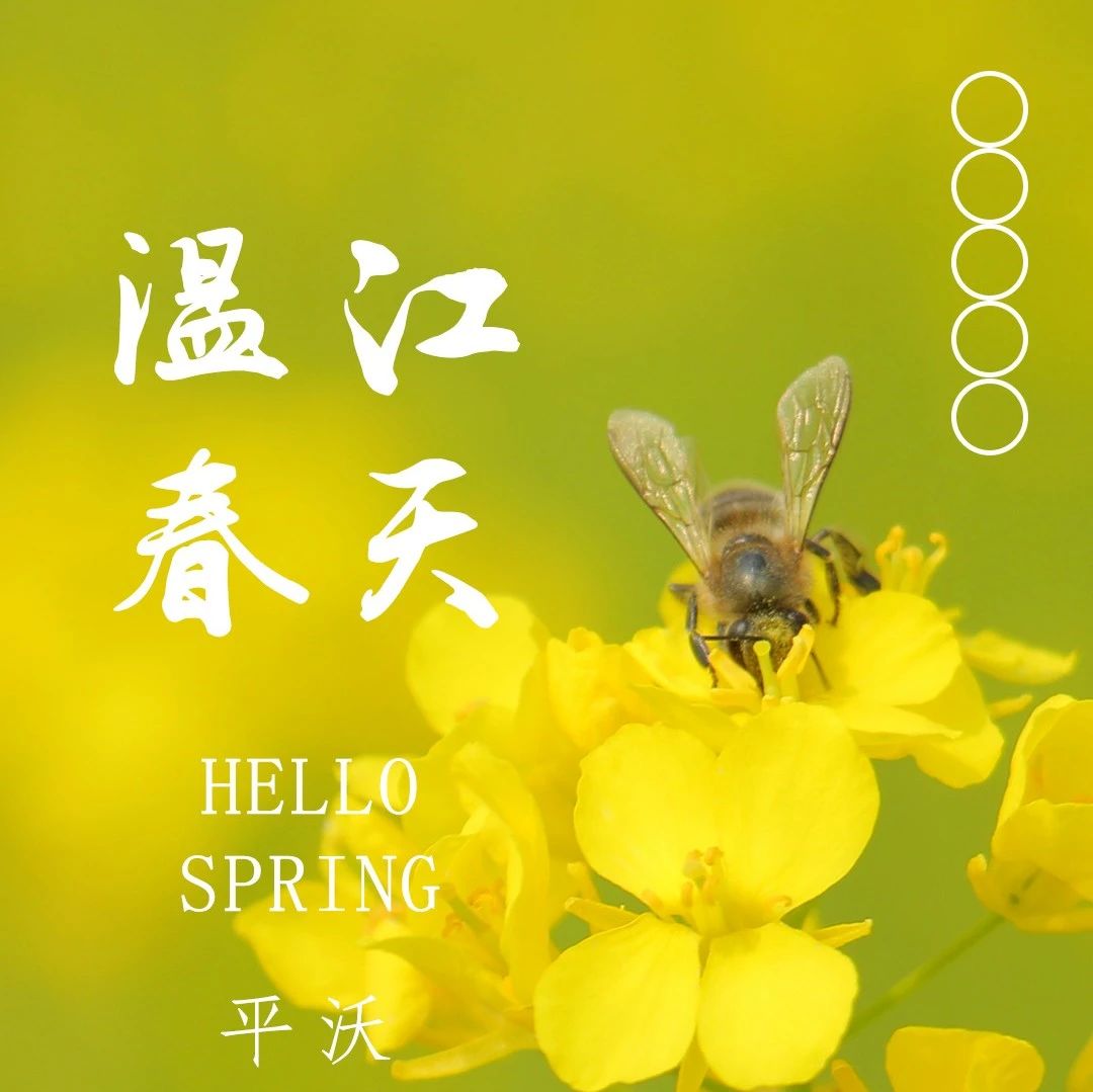 赏油菜花还能遥望雪山？神仙打卡地原来就在温江汪家湾花海！