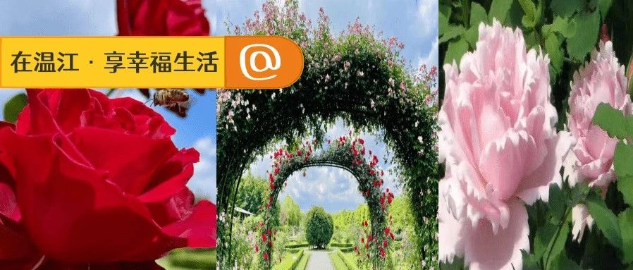太好看了吧！温江这里1500多种玫瑰开啦！