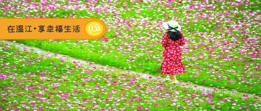 开了开了！一大片超好看！