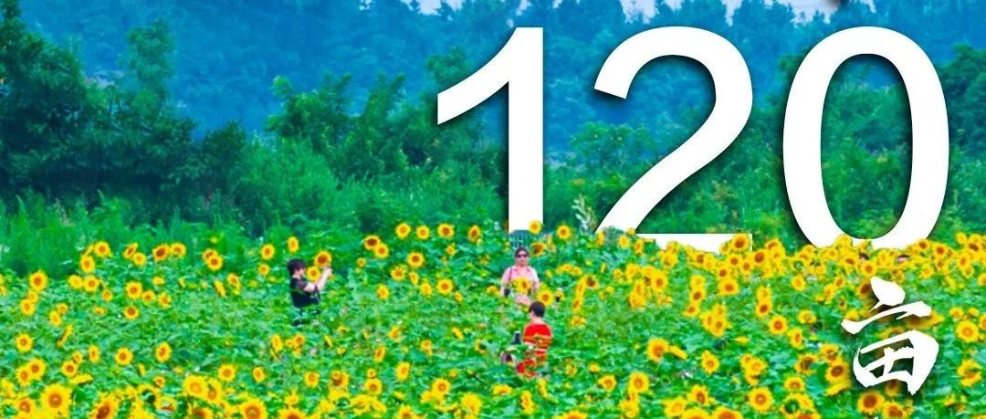 图说温江| 120亩向日葵，等你解锁！
