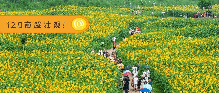 你们想知道的温江向日葵花海，在这儿→
