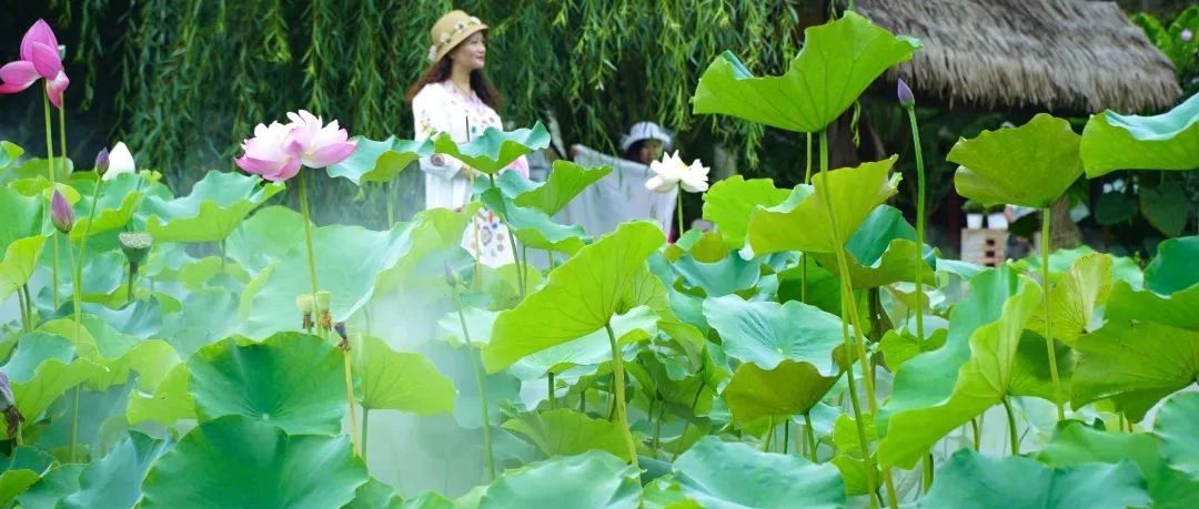 图说温江| 荷花渐次开，美景入画来！