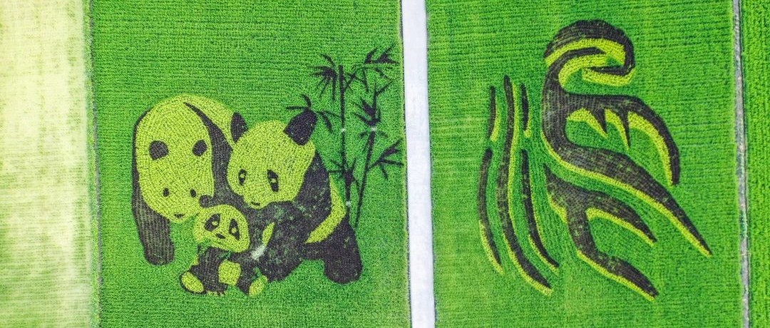 这个周末，只用20分钟，来一场说走就走的稻田画之旅