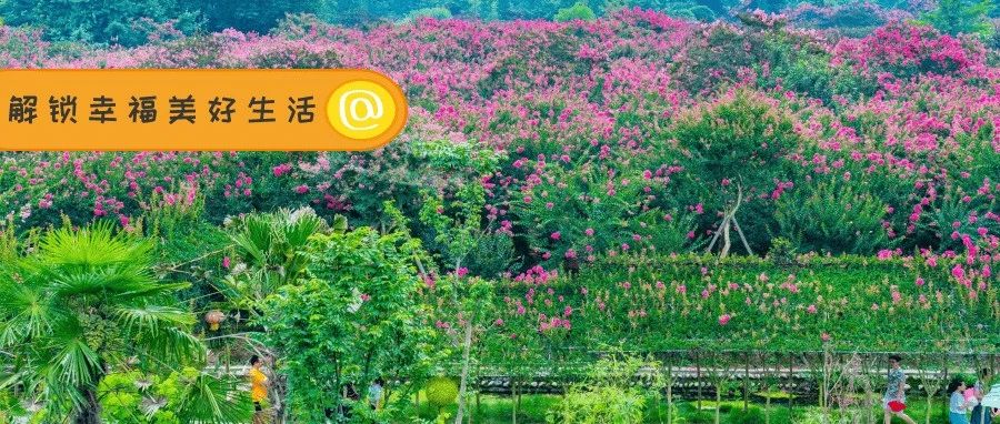 开了！这片紫薇花海，藏着温江人的幸福生活