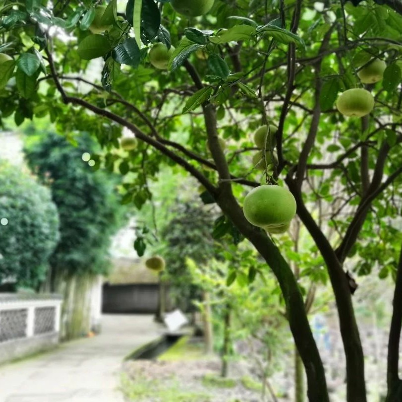 来玩！看鱼凫村的碑和画，实地学习距今4000年前的知识
