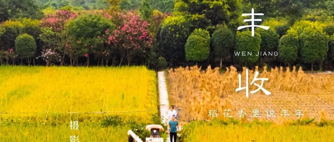 图说温江| “妈妈，白米饭怎么来的？”“宝贝，我们去和林稻海看收谷子就知道了！”