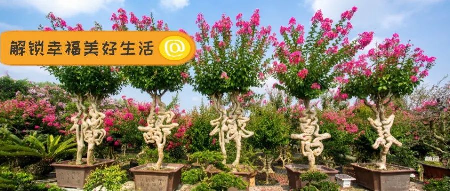 匠心铸就！有一种技艺传承叫“温江花工”