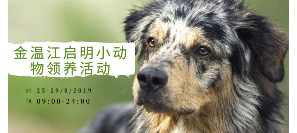 金温江启明小动物领养活动