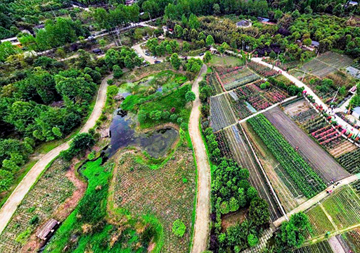 VR看温江|俯览弄花里蔷薇产业公园