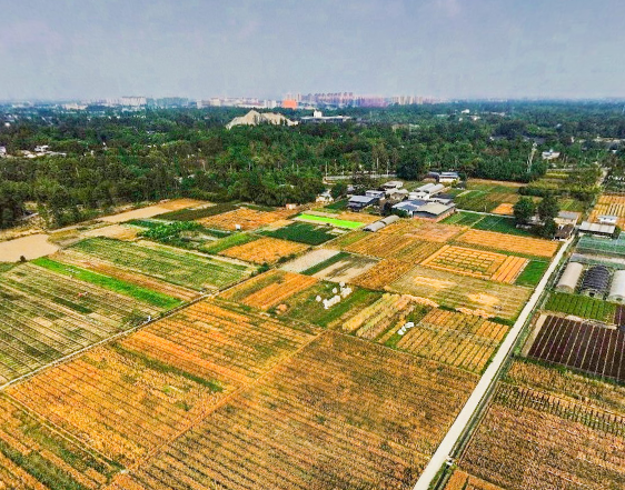 VR看温江|俯览公平街道惠和村麦田