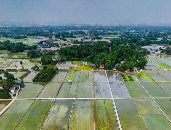 VR看温江|俯览万春镇和林村秧田