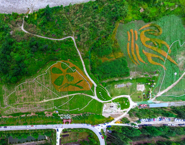 VR看温江|俯览寿安镇汪家湾花海