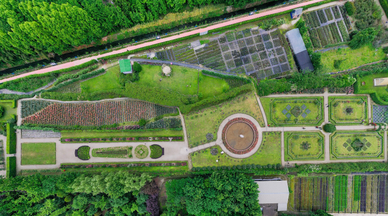  VR看温江|俯览五月玫瑰园