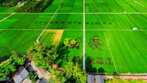  VR看温江 | 俯览万春镇和林村大熊猫稻田画