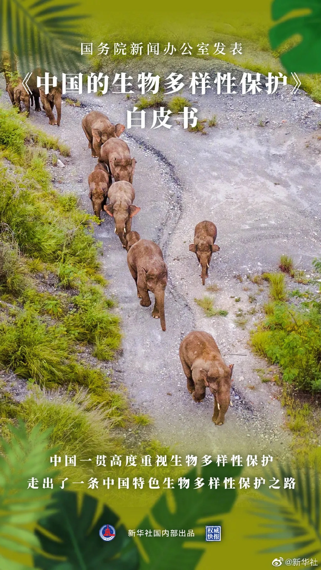 守护生物多样性新华社海报.jpg