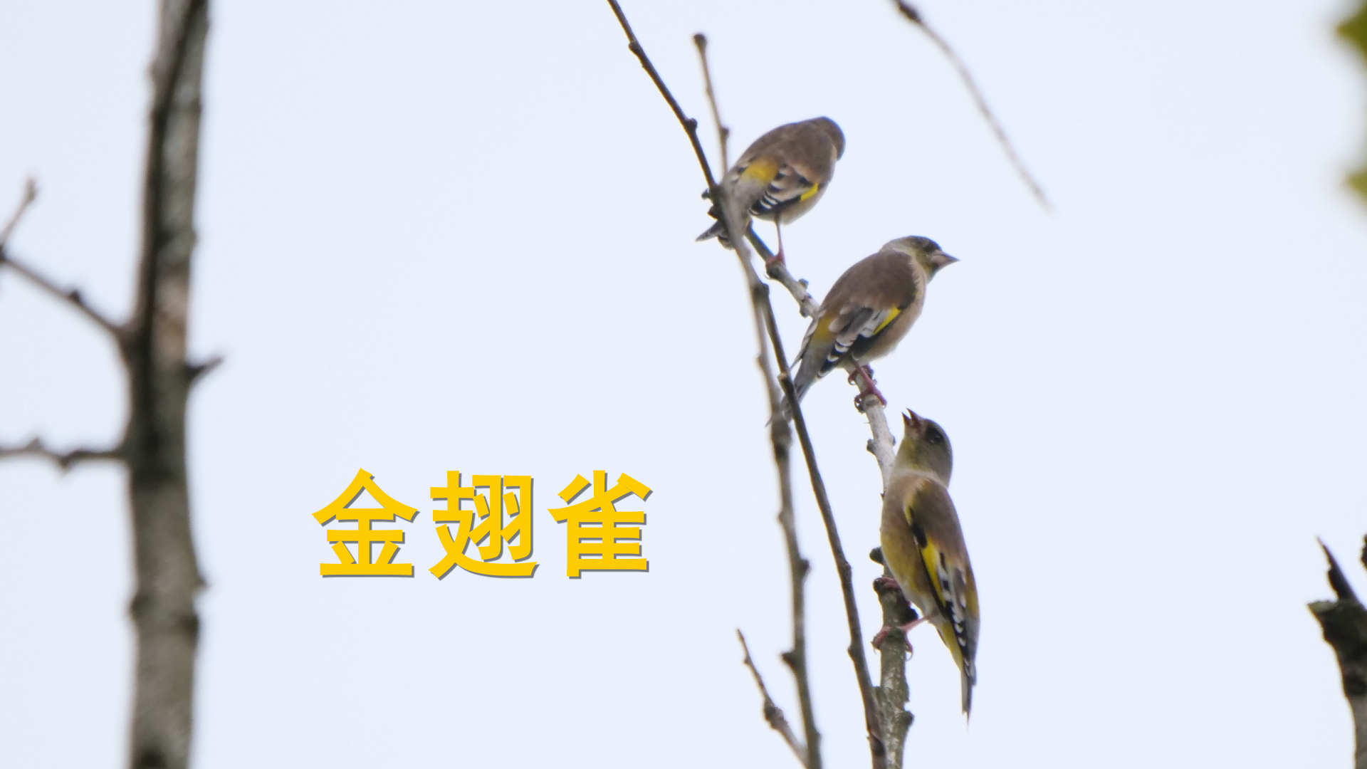 金翅雀_00000.jpg