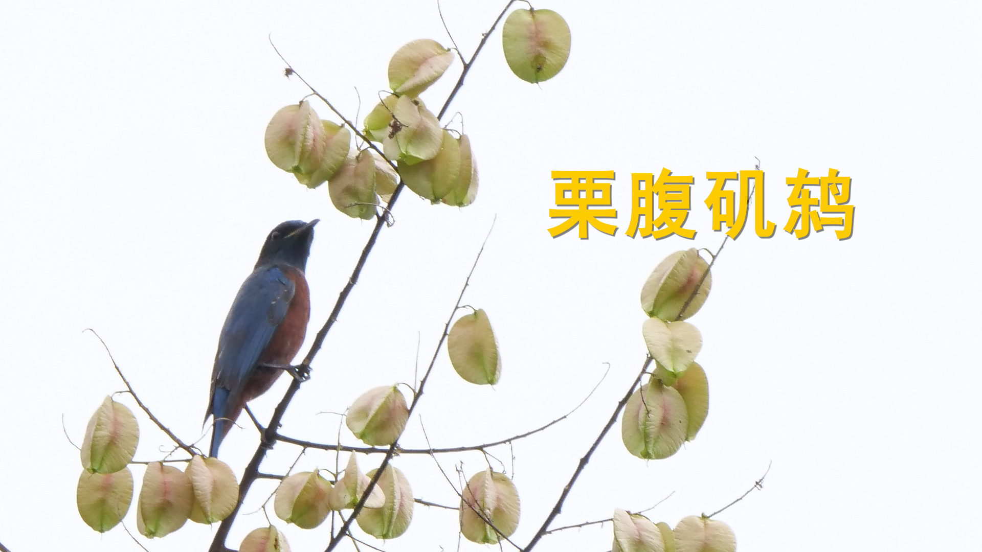 栗腹矶鸫01_00000.jpg