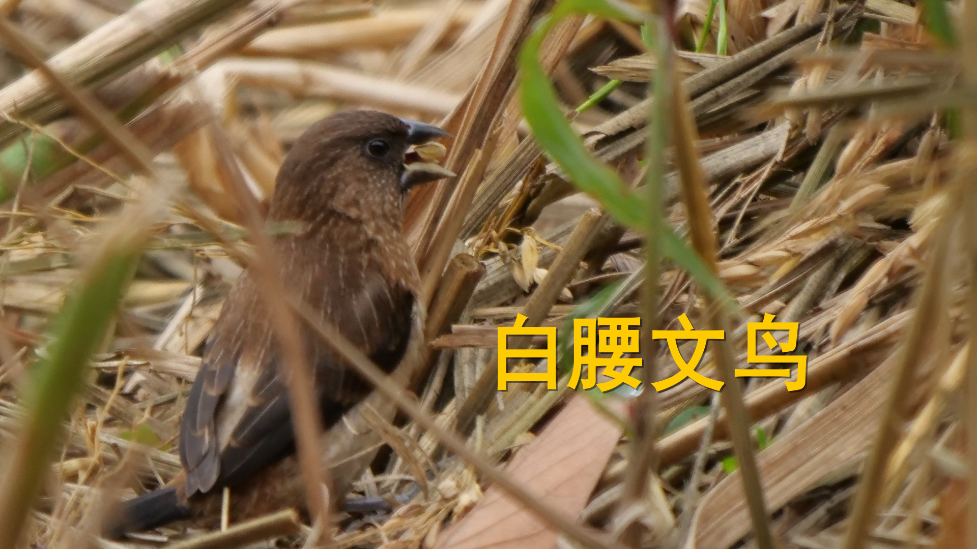 白腰文鸟_00000.jpg
