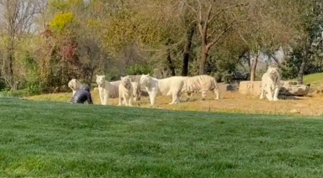 北京野生动物园有游客擅自下车冲向虎群，园方已报警