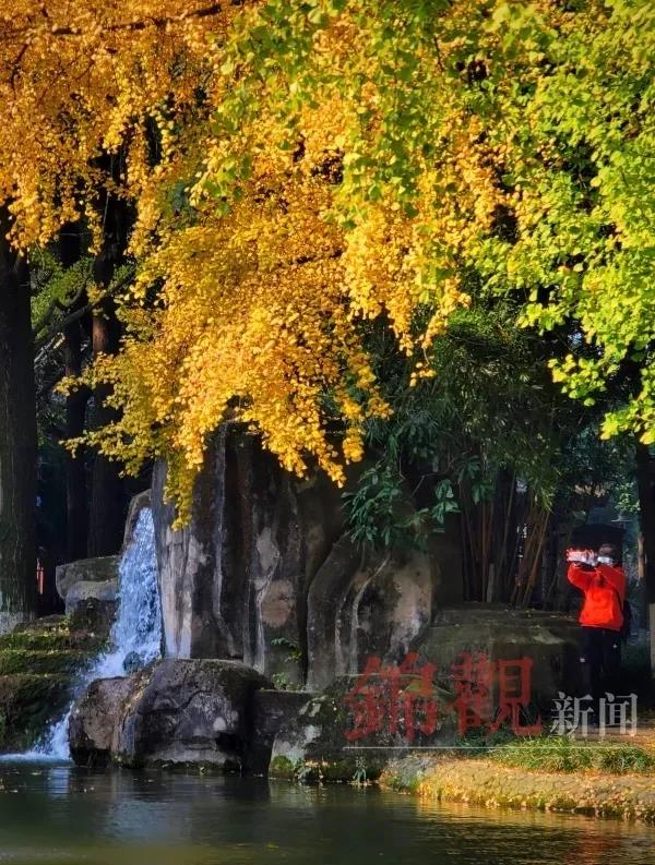 速速收藏！观叶指数首发！