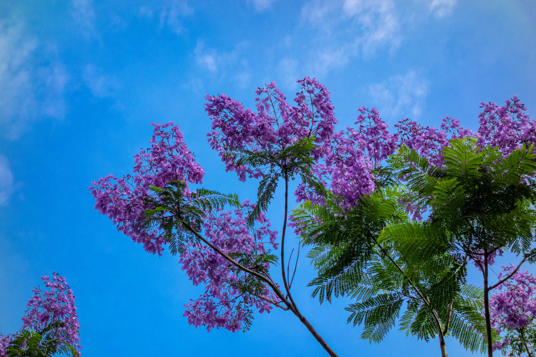 蓝紫色的花，蔚蓝色的天，带来初夏的惊艳~图源 向实（地点：江安公园）