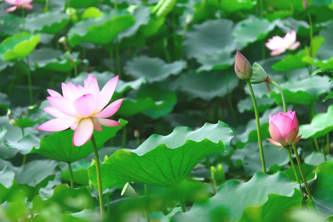 长廊两边铺满了密密匝匝的荷叶  一眼望去，皆是碧绿  图源~温江文体旅