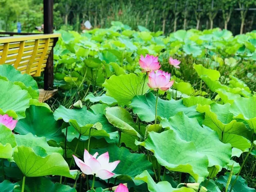 在这里，荷花开出了属于自己的意境和味道！图源~温江文体旅