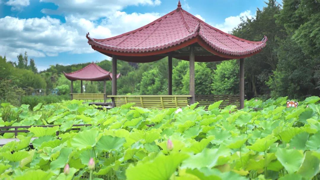 在温江和盛紫薇公园， 一道长廊蜿蜒至荷花深处   图源~温江文体旅