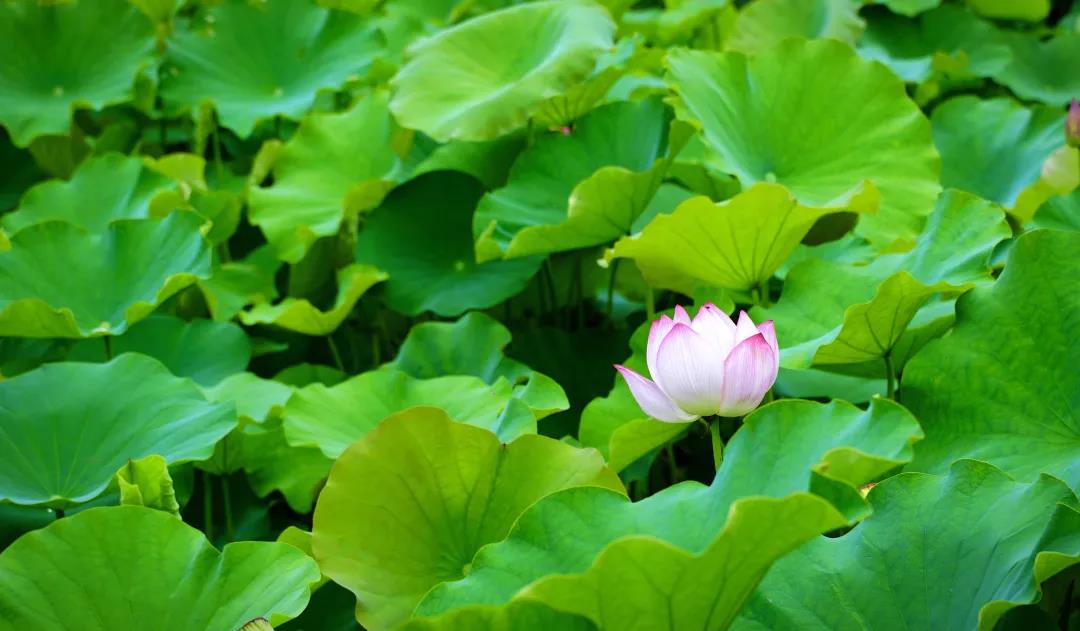 朵朵荷花立于荷叶之上   图源~温江文体旅