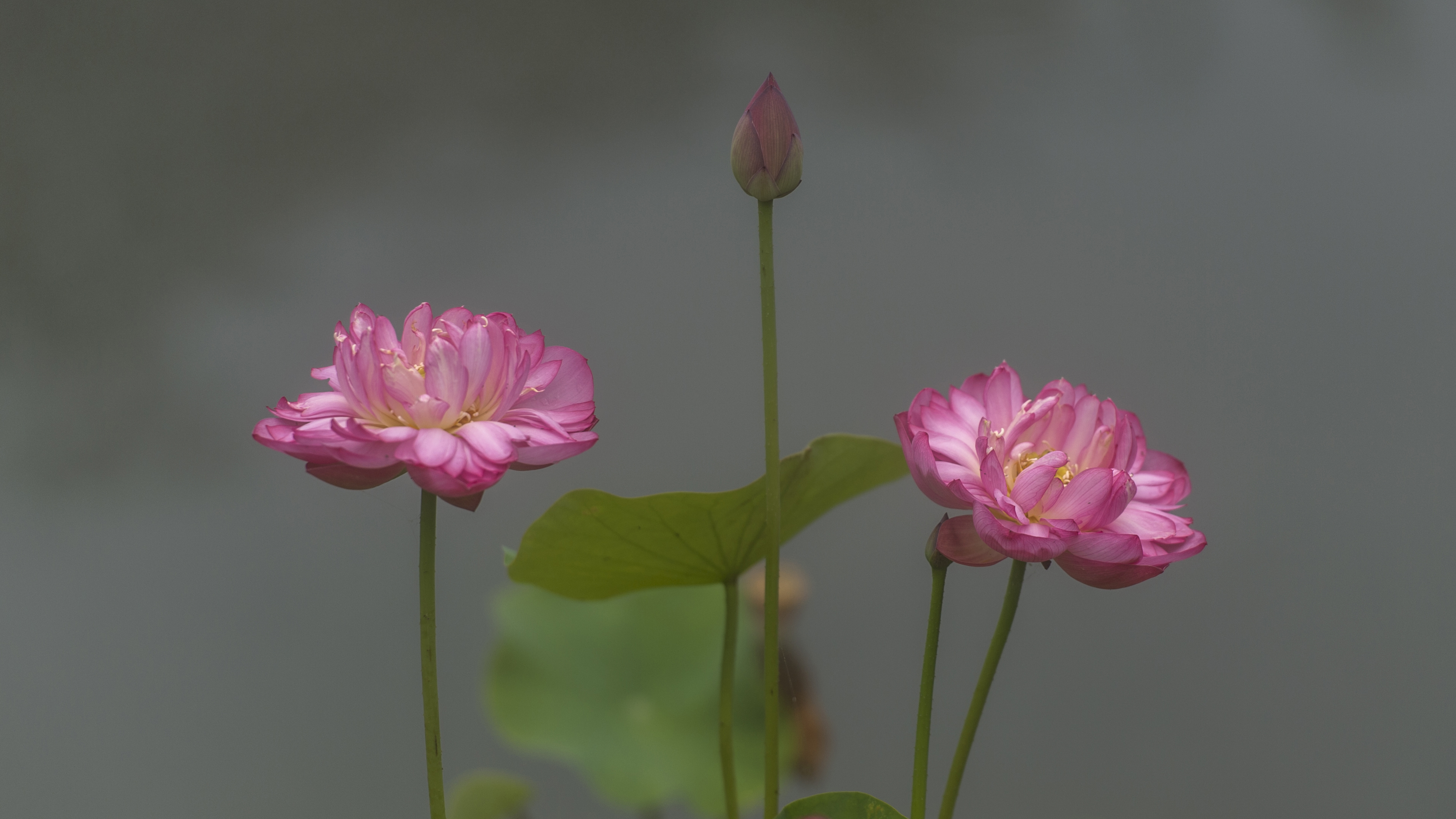 粉色的花朵亭亭玉立，惊艳绽放 ~图源：郭鉴