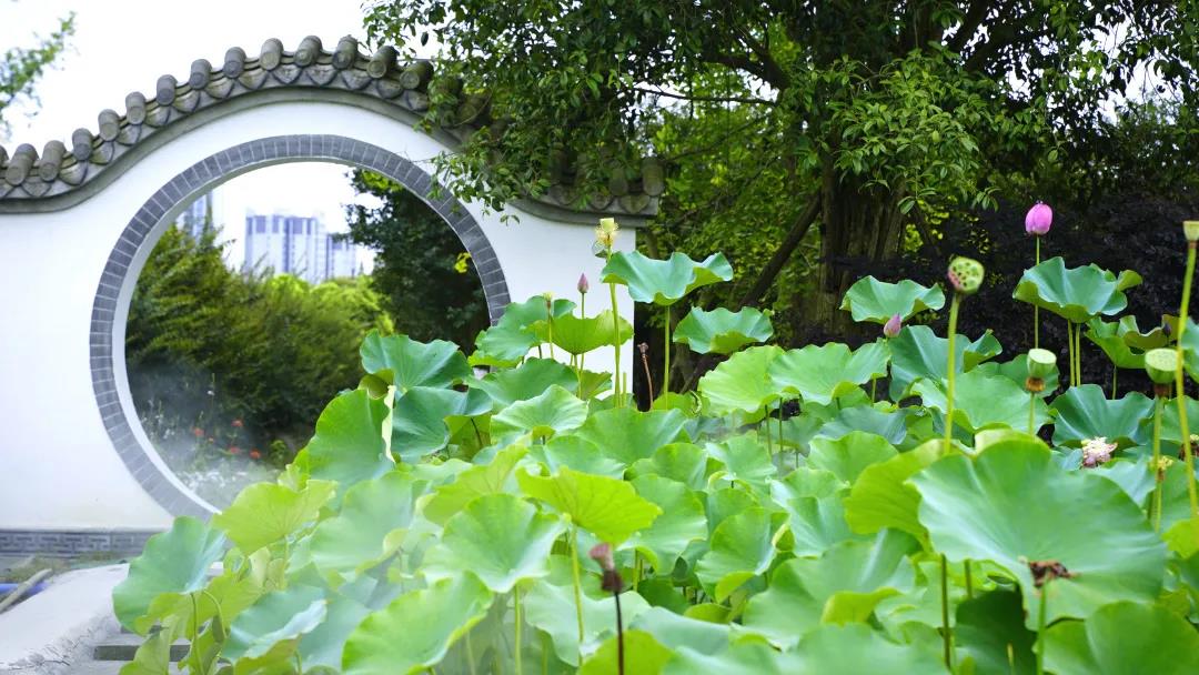 “碧荷生幽泉，朝日艳且鲜。” ~图源 温江文体旅