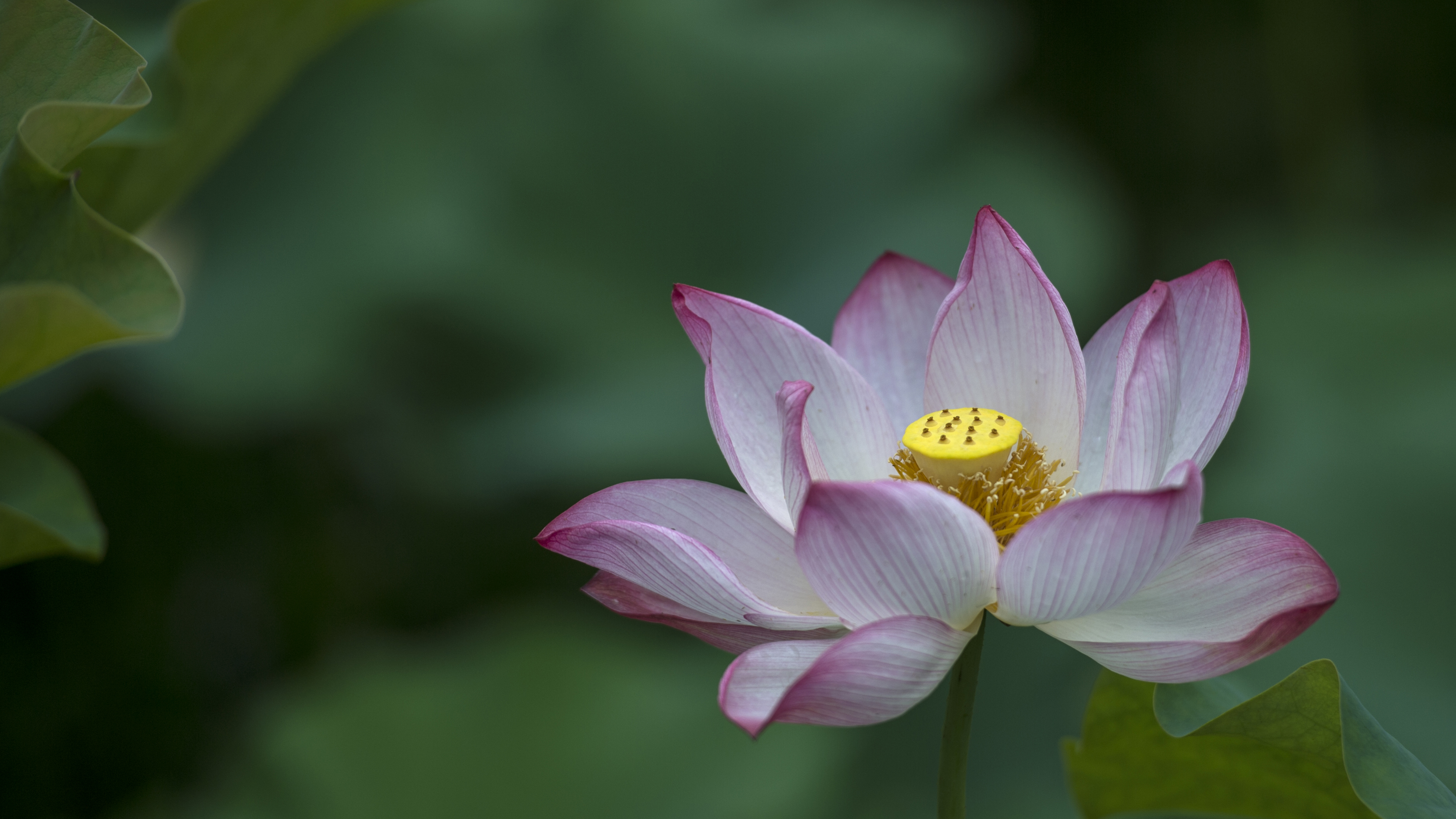 在温江万花.拾景园，荷花开得正盛 ~图源：郭鉴