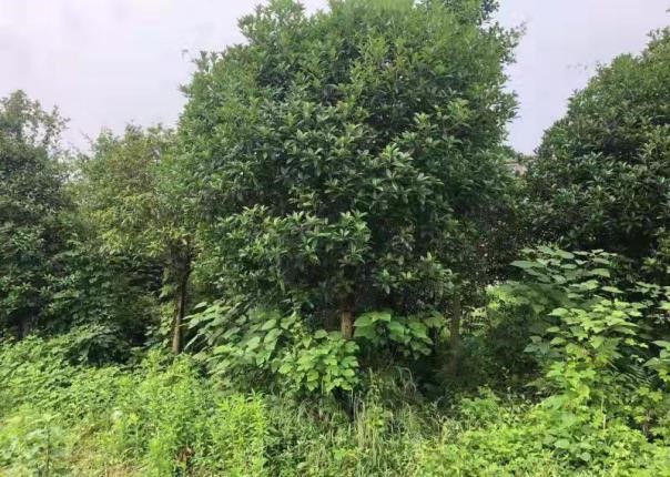 成都疾控重要提醒