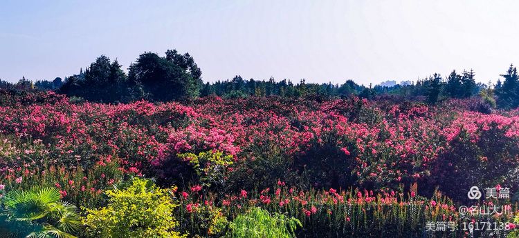 上千亩紫薇花开得十分热闹     图 @ 孟大川