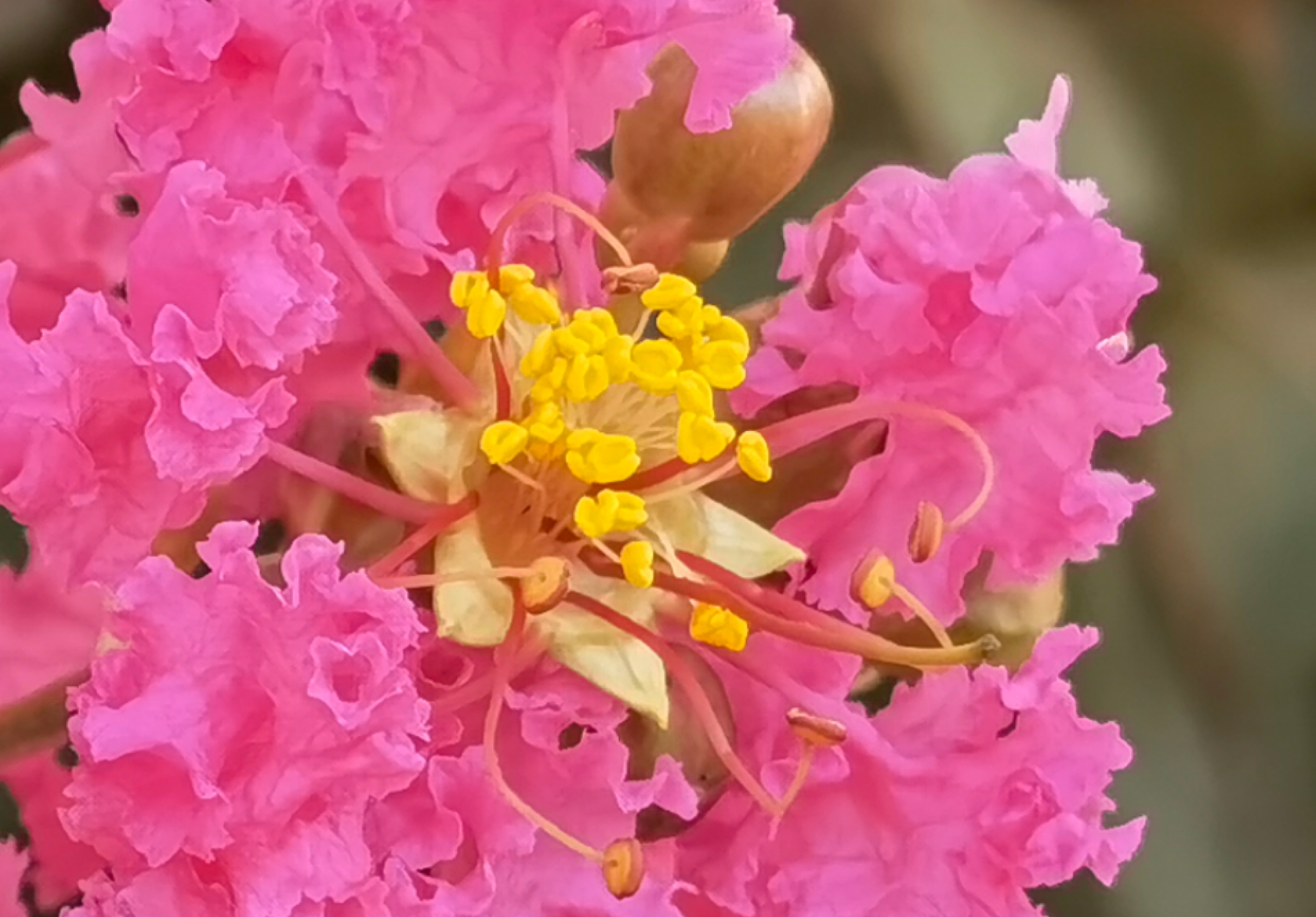 紫红的花瓣小心呵护着金黄的花蕊     图 @ 郭鉴