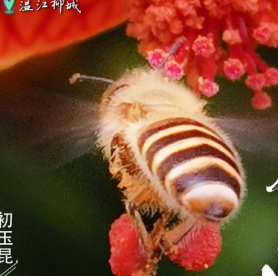 这里是温江·2021年9月13日