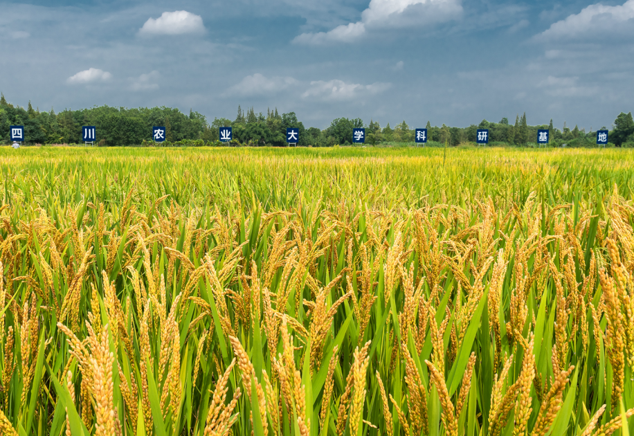 首部农业绿色发展专项规划出台 到2025年将建成10.75亿亩集中连片高标准农田