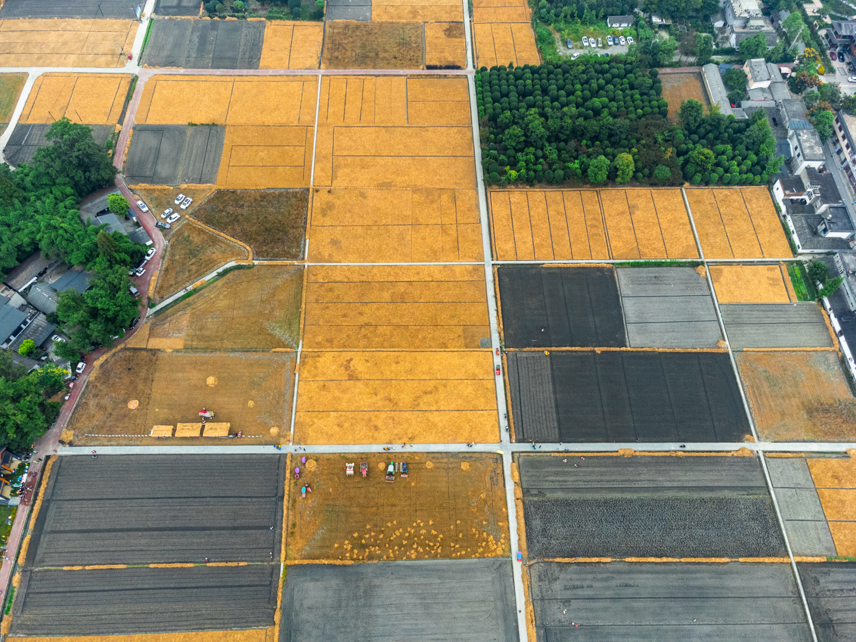 热闹的水稻收割场景陆续落下帷幕，温江北林的田野里又掀起新一波劳动热潮    图 @ 向实