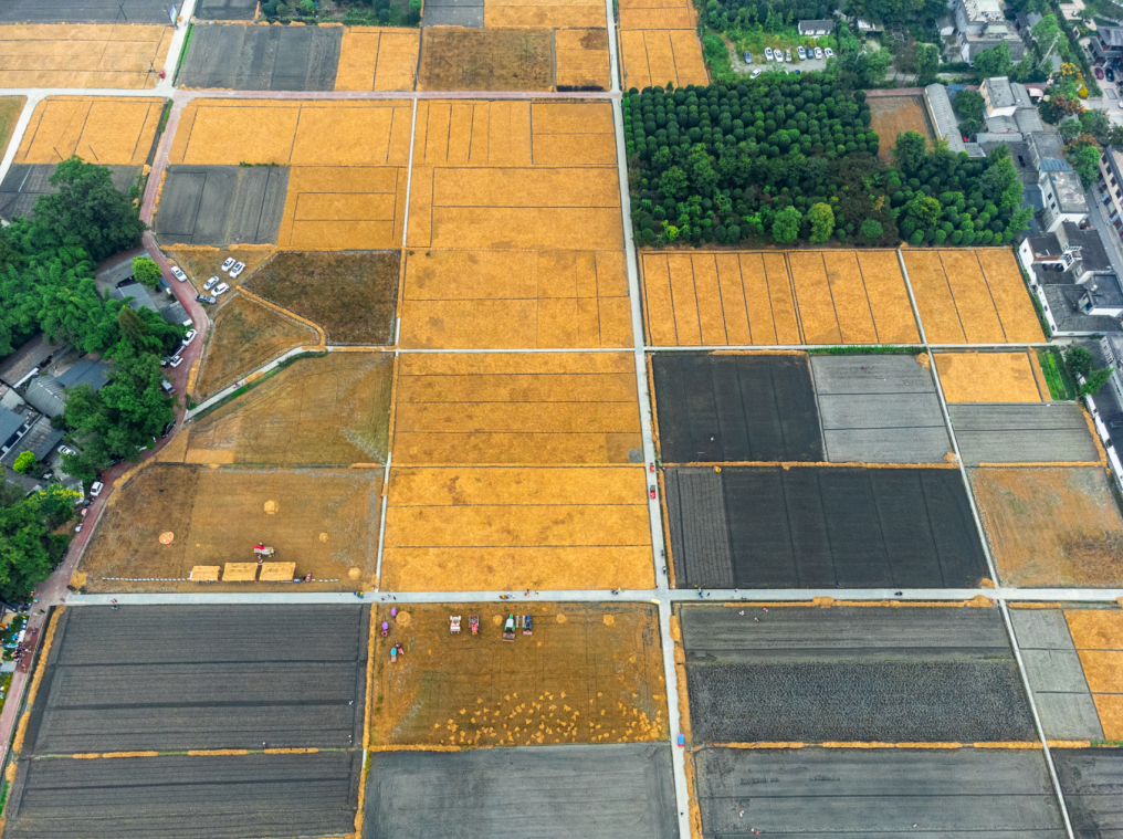 北林金秋种蒜忙